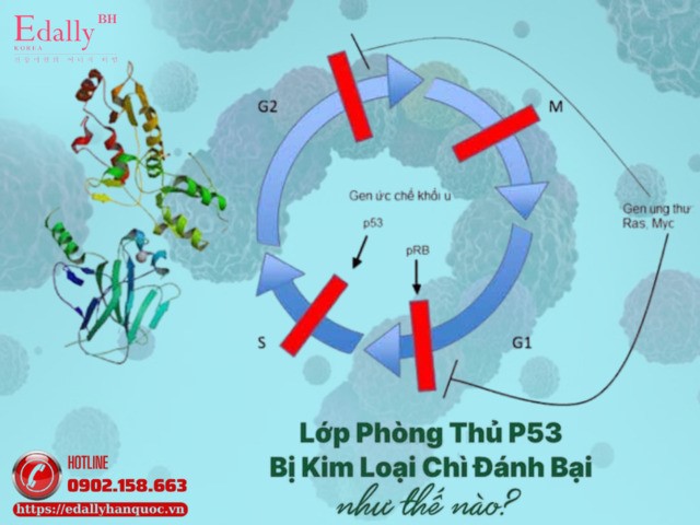 Lớp phòng thủ protein P53 bị kim loại chì đánh bại và gây ung thư như thế nào?