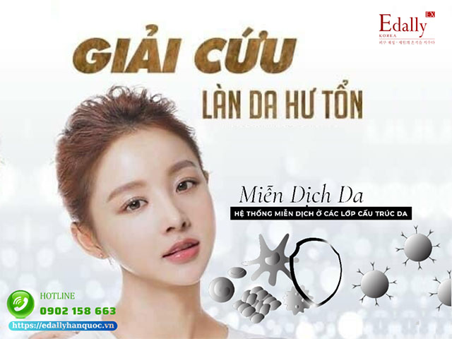 Lớp thượng bì và ứng dụng liên quan đến hệ miễn dịch của da