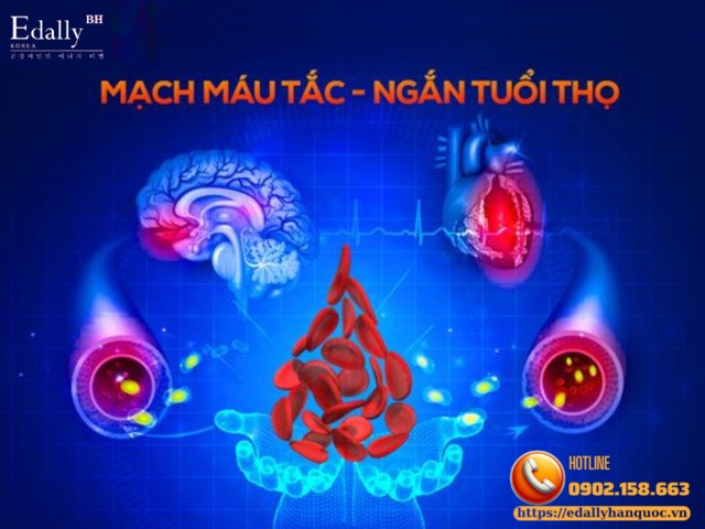 Lưu thông máu - Dòng sông quyết định sự sống