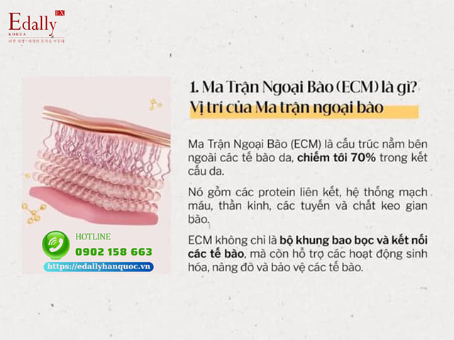 Ma trận ngoại bào là gì?