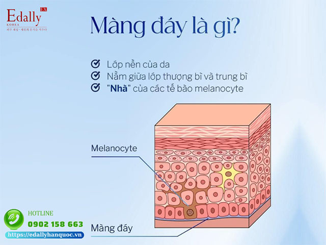 Màng đáy là gì?