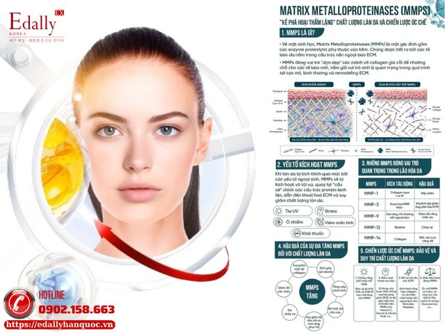 Matrix Metalloproteinases (MMPs) - Kẻ Phá Hoại Thầm Lặng Chất Lượng Làn Da Và Chiến Lược Ức Chế