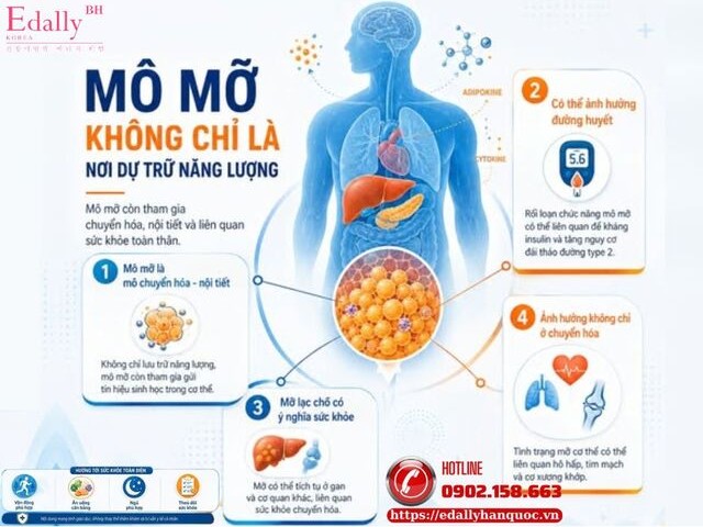 Mô mỡ không chỉ là nơi dự trữ năng lượng