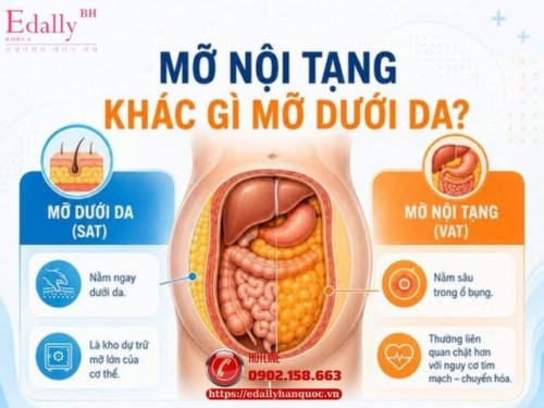 Mỡ Nội Tạng Khác Gì Mỡ Dưới Da?