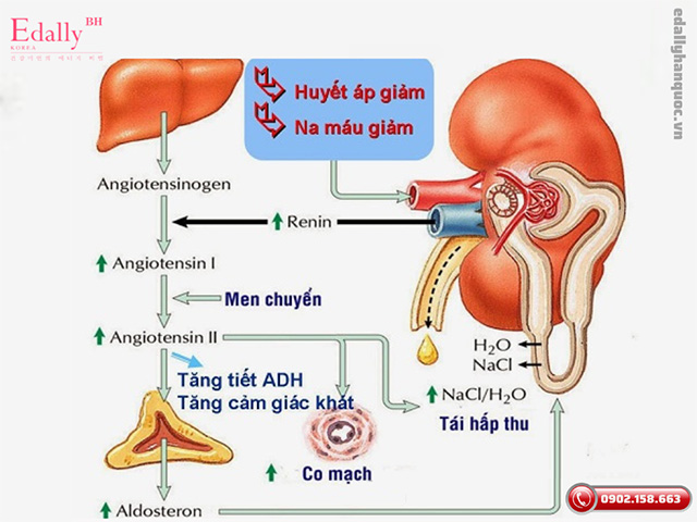 Mối quan hệ giữa cao huyết áp và suy thận là gì?