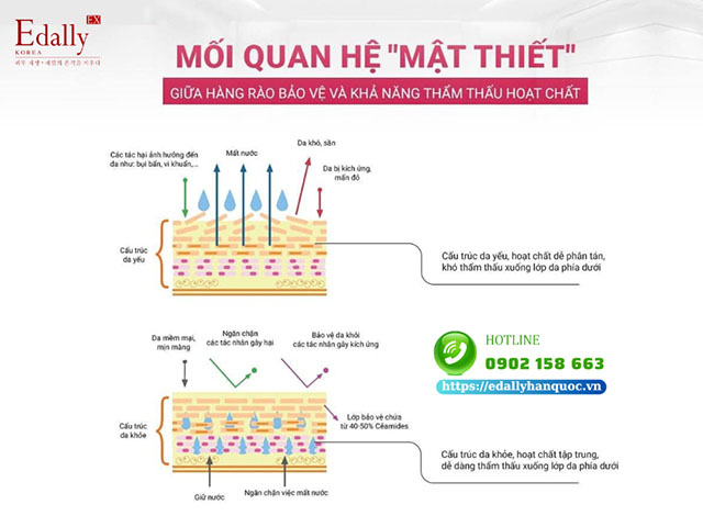 Khả năng thẩm thấu nước và hoạt chất ở mỹ phẩm của da