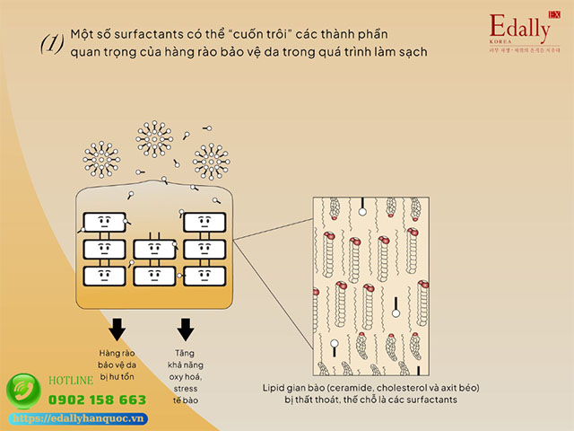 Một số surfactants có thể cuốn trôi các thành phần quan trọng của hàng rào bảo vệ da trong quá trình làm sạch của da dầu mụn