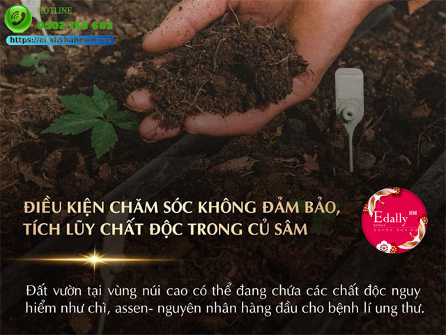 Sử dụng Nhân sâm giả làm gián tiếp hấp thu độc tố từ củ sâm