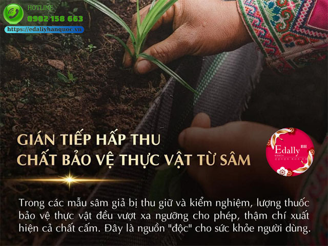 Sử dụng Nhân sâm giả làm gián tiếp hấp thu chất bảo vệ thực vật từ sâm