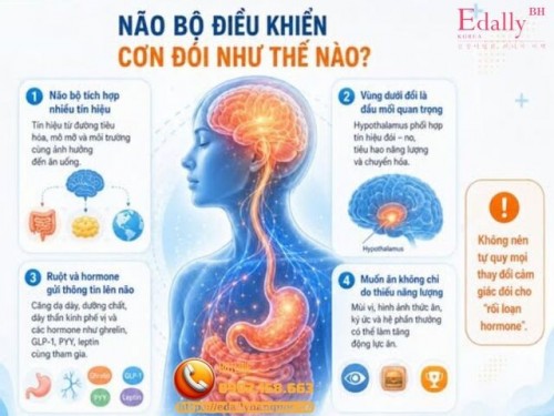Não Bộ Điều Khiển Cơn Đói Như Thế Nào?