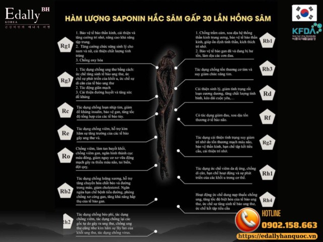 Nhân Sâm Hàn Quốc đặc biệt là Hắc Sâm có hàm lượng Ginsenoside cao vượt trội