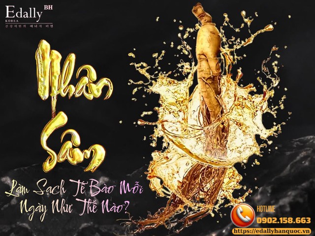 Nhân sâm Hàn Quốc làm sạch tế bào cơ thể mỗi ngày như thế nào?