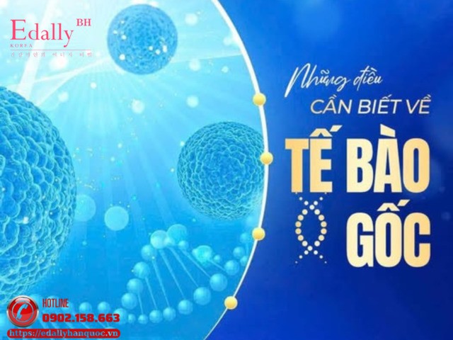Tế bào gốc (Stem Cells) và những điều cần phải biết