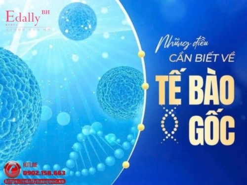Tế Bào Gốc (Stem Cells) Và Những Điều Cần Phải Biết