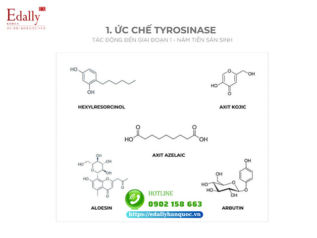 Những hoạt chất điều trị nám da dai dẳng bằng cách ức chế Tyrosinase