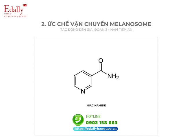 Những hoạt chất điều trị nám da dai dẳng bằng cách ức chế vận chuyển melanosome