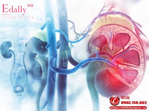 Phân Biệt Tổn Thương Thận Cấp (AKI) - Bệnh Thận Cấp (AKD) - Bệnh Thận Mạn (CKD)