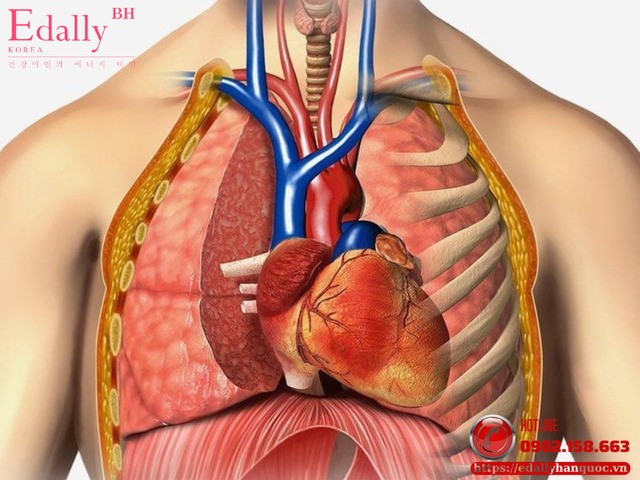 Làm sao để phân biệt hen tim và hen phế quản?