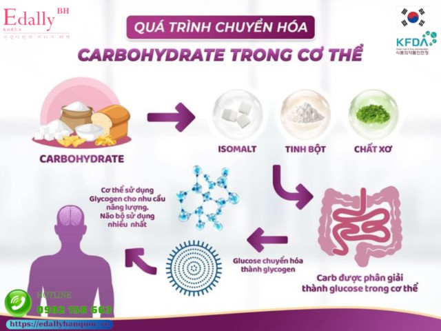 Quá trình chuyển hóa Carbohydrate trong cơ thể diễn ra như thế nào?