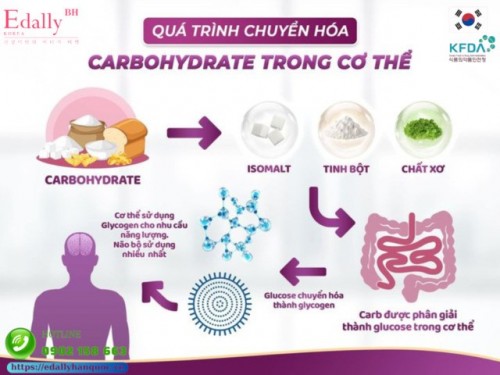 Quá Trình Chuyển Hóa Carbohydrate Trong Cơ Thể