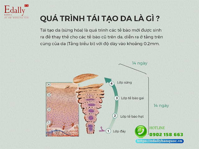 Quá trình tài tạo da là gì?