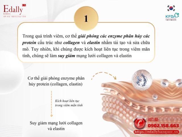 Quá trình viêm gây lão hóa da do viêm làm phân hủy collagen và elastin