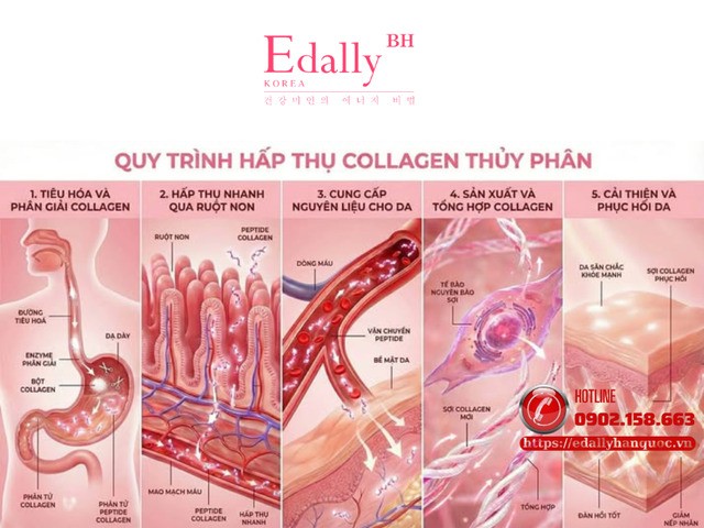Collagen Thủy Phân Là Gì Và Tại Sao Nó Lại Hấp Thụ Gấp 7 Lần Collagen Thường?