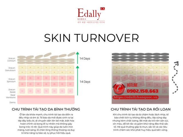 Skin turnover - Chu trình tái tạo da diễn ra như thế nào?