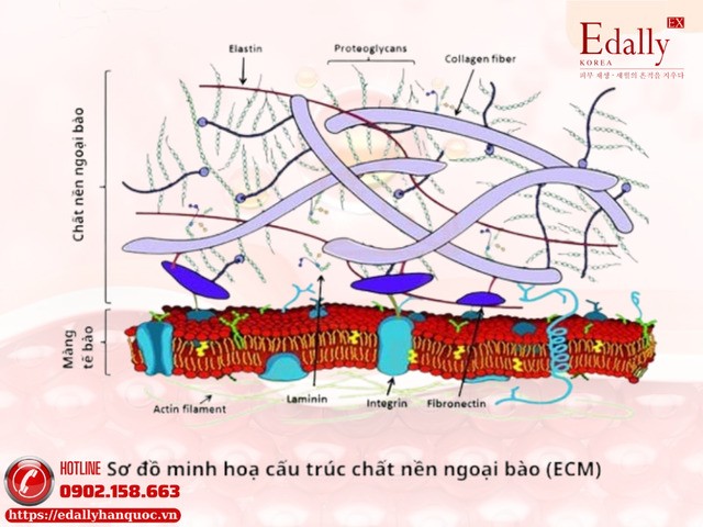 Sơ đồ minh họa cấu trúc của Chất nền ngoại bào (ECM) Sơ đồ minh họa cấu trúc của Chất nền ngoại bào (ECM)