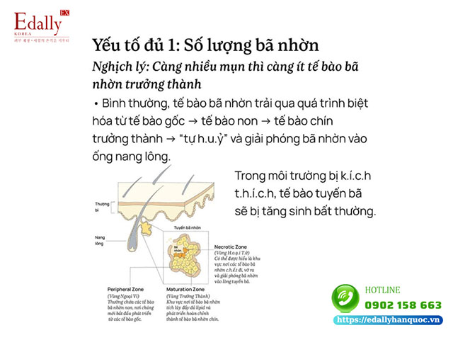 Yếu tố số lượng bã nhờn và việc kiềm dầu, giảm mụn