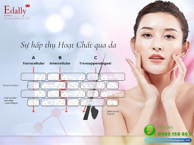 Sự hấp thụ nước và hoạt chất ở mỹ phẩm qua da