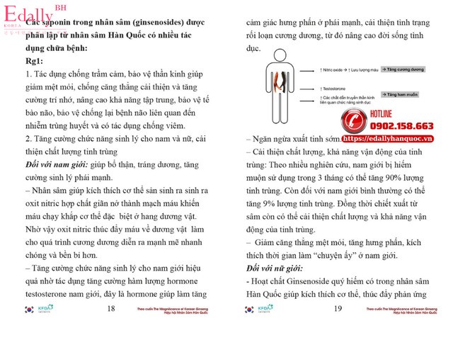 Sức mạnh sinh lý tự nhiên cho nam giới của Nhân sâm Hàn Quốc