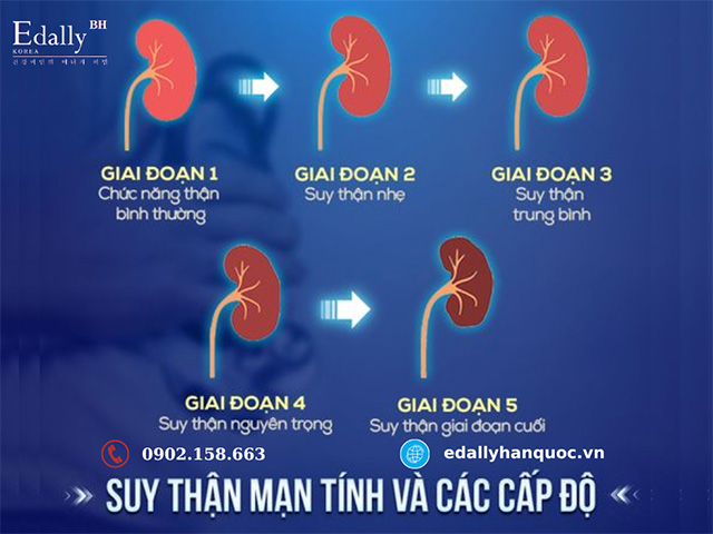 Các cấp độ suy thận mãn tính