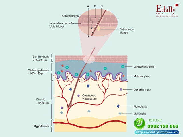 Vai trò của cồn trong mỹ phẩm