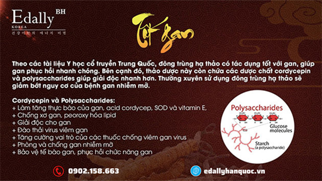 Tác dụng của Đông trùng hạ thảo đối với gan