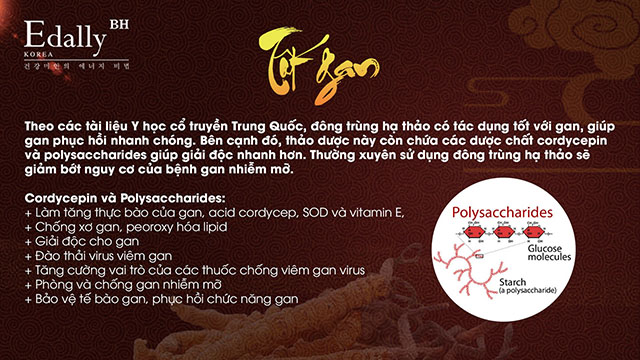 Tác dụng của đông trùng hạ thảo đối với gan