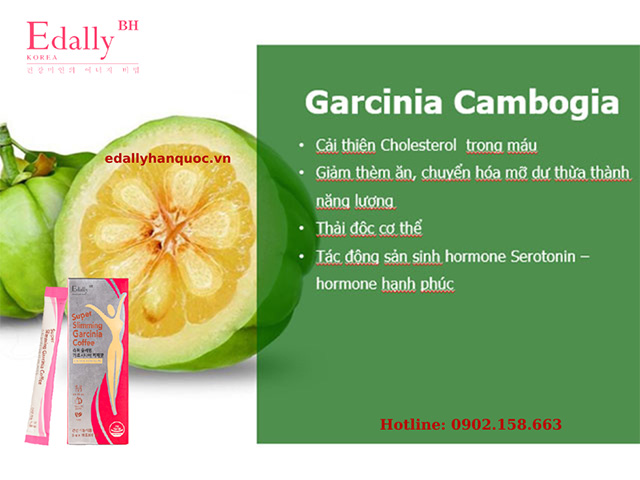 Tác dụng của quả Garcinia Cambogia trong Cafe Giảm Cân Và Thải Độc Super Slimming Garcinia Coffee Edally Hàn Quốc nhập khẩu, chính hãng 