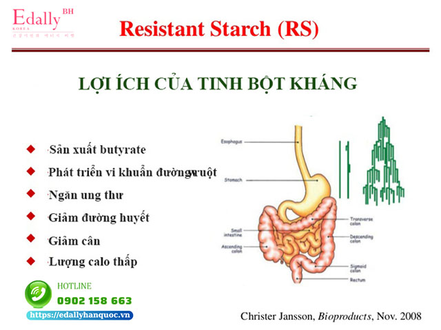 Tác dụng của tinh bột kháng đối với hệ tiêu hóa