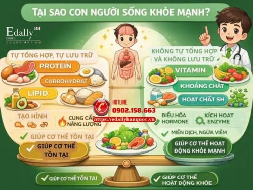 Tại Sao Con Người Sống Khỏe Mạnh - Yếu Tố Nào Quyết Định?