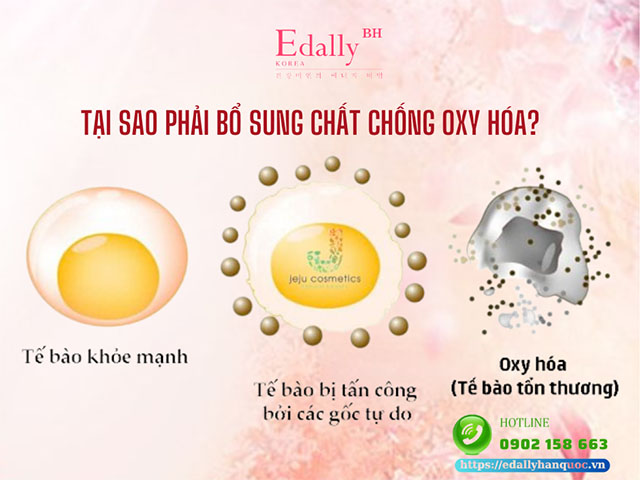 Tại sao phải bổ sung các chất chống oxy hóa cho cơ thể?