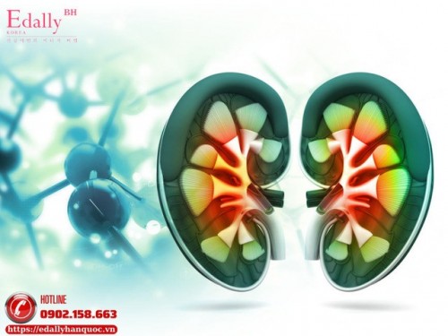 Tế Bào Gốc Trong Bệnh Thận: Kỳ Vọng, Thực Tế Và Những Điều Bệnh Nhân Cần Biết