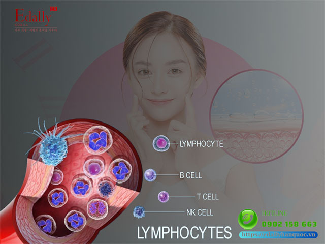 Tế bào Lympho T - Chiến binh thầm lặng của làn da