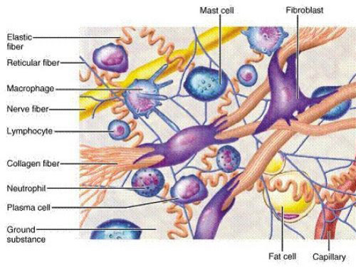 Tế bào phổ biến nhất tạo nên Collagen là nguyên bào sợi