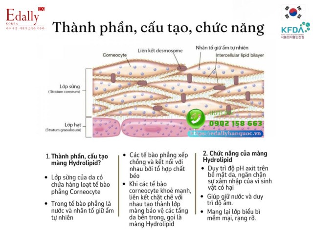 Thành phần, cấu tạo và chức năng của lớp màng Hydrolipid đối với làn da