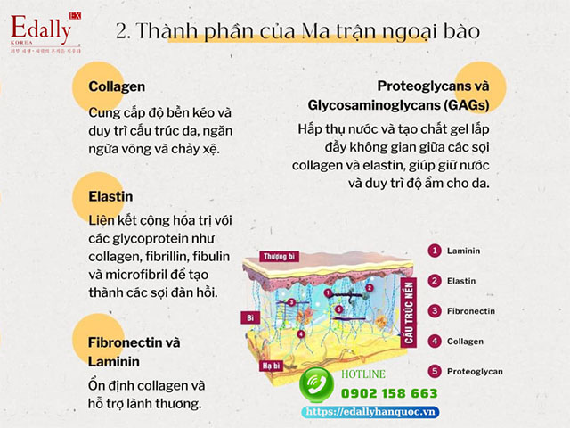 Thành phần của Ma trận ngoại bào (ECM)