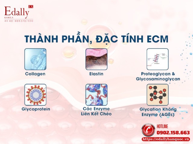 Thành phần và đặc tính của Chất nền ngoại bào (ECM) Thành phần và đặc tính của Chất nền ngoại bào (ECM)