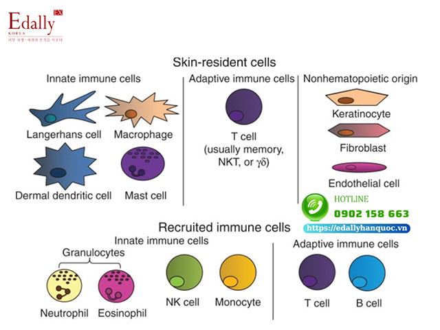 Thể miễn dịch trong cấu trúc lớp thượng bì da