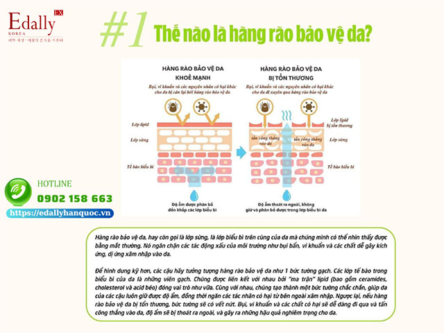 Hàng rào bảo vệ da (Skin Barrier) là gì?