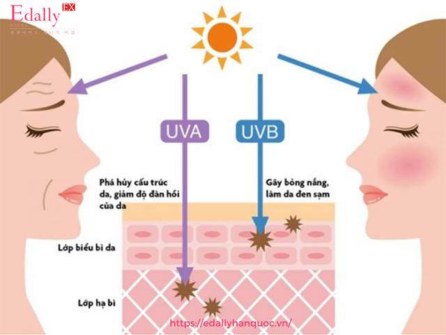 Tia cực tím / Tia UV / Tia tử ngoại gây hại như thế nào đối với làn da?