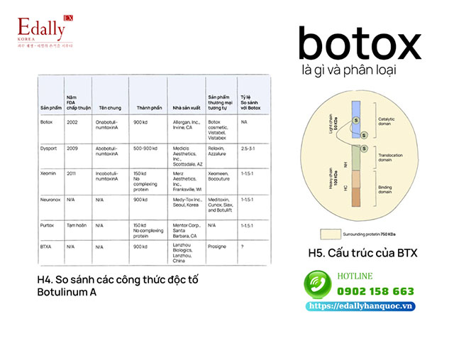 Botox (Botulinum Toxin) là gì và có bao nhiêu loại?